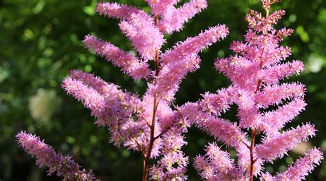 19 Different Types of Beautiful Astilbe Varieties