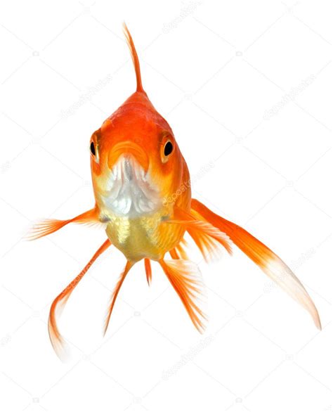 Goldfish on white - front view — Stock Photo © yoka66 #2170520