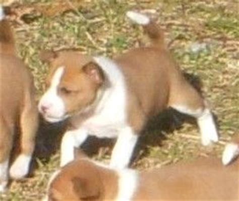 32 best images about Basenji Puppies on Pinterest | Puppy face, Lost ...