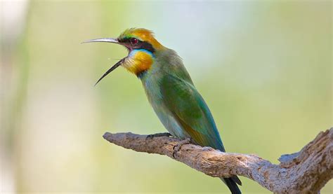 Rainbow Bee Eater - Facts, Diet & Habitat Information