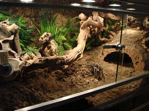 Tarantula Habitat: 20+ Awesome Tarantula Enclosures To Inspire You (IMAGES) - Tarantula Heaven