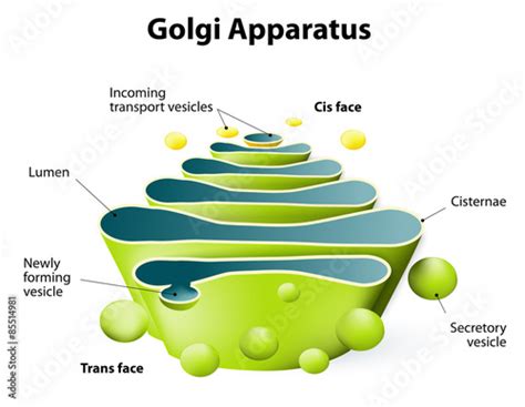 "Golgi apparatus or Golgi body" Stock image and royalty-free vector files on Fotolia.com - Pic ...