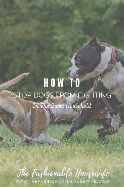 How to Stop Dogs from Fighting in the Same Household • The Fashionable Housewife