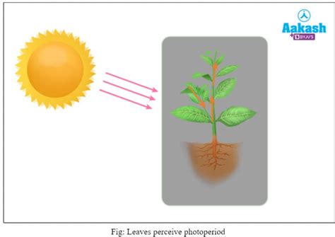 Photoperiodism: Meaning, Mechanism, induction & Types | AESL