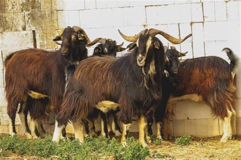 Spanish Goat: Breed Info, Characteristics, and Care