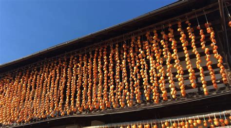 Okutama Autumn Foliage and Yamanashi Prefecture Fruit Picking Tour from Tokyo - Klook