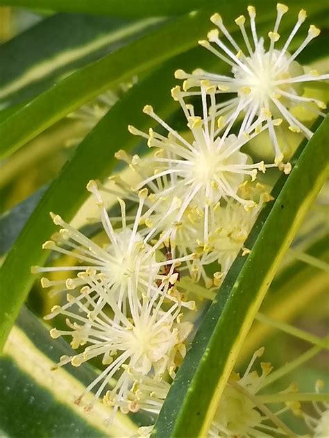 Croton flower | Smithsonian Photo Contest | Smithsonian Magazine