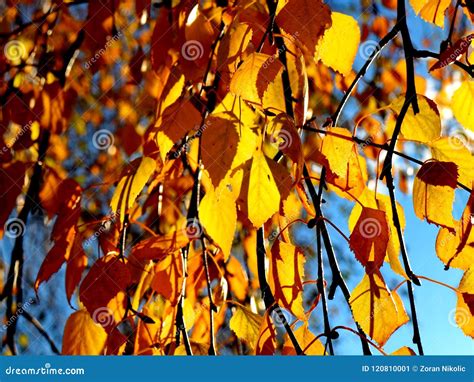 Yellow Birch Leaves during Fall Season Against Sunny Blue Sky Stock Image - Image of beautiful ...