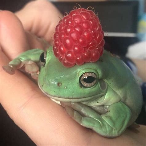 Cute rasp-froggy on duty : r/frogs