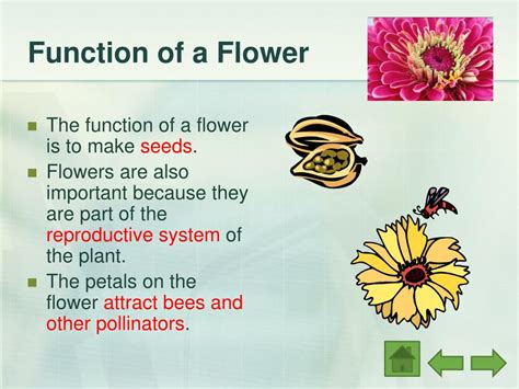 Flower Function In Plants | Best Flower Site