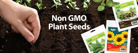 Buy Organic Non-GMO Seeds For Flower & Vegetable From Trusted Supplier