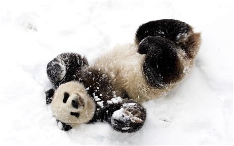 Download Cute Panda Rolling On The Snow Wallpaper | Wallpapers.com