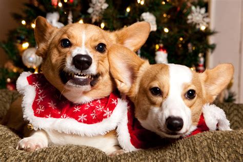 🔥 [50+] Christmas Corgi Wallpapers | WallpaperSafari