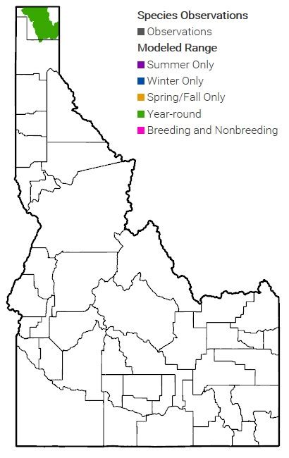 Kootenai River White Sturgeon | Species Conservation