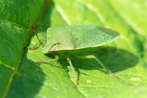 Green leaf bug | Flickr - Photo Sharing!