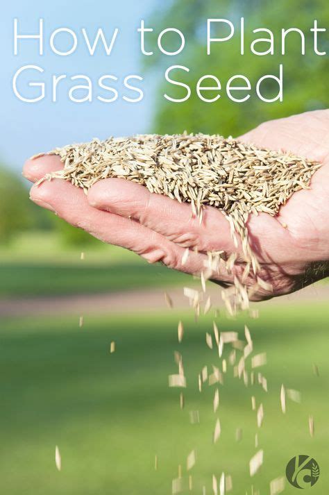 How to Plant Grass Seed || Great tips from choosing the right time of year to choosing the right ...