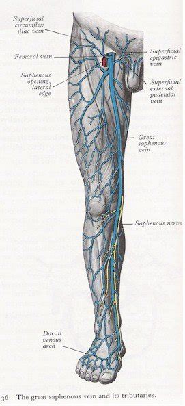 Veins of the leg - anterior view | MyFootShop.com