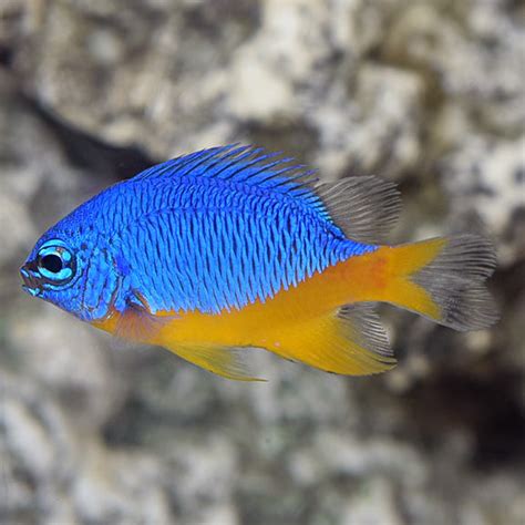 Damselfish identification help | Reef2Reef