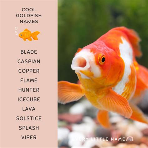 230+ Best Goldfish Names (Adorable, Funny, and Cool) - Every Little Name