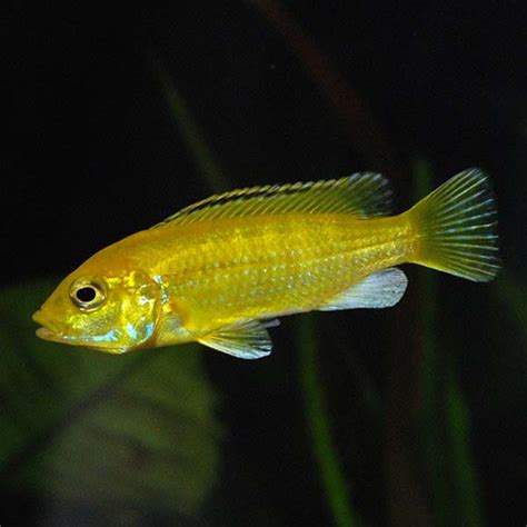 Mbuna Mixed Cichlid: Tropical Fish for Freshwater Aquariums