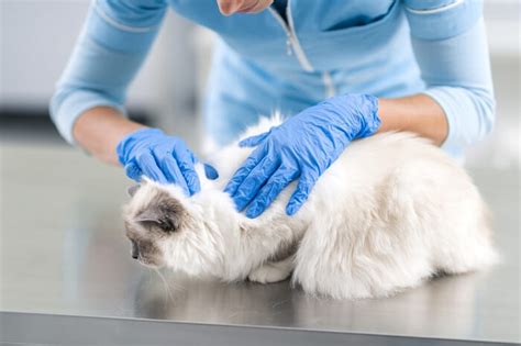 Can Cats Get Lice? (Symptoms & Treatment) - Cats.com