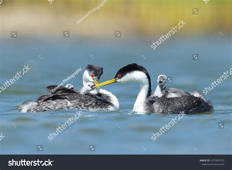 613 Western grebe Images, Stock Photos & Vectors | Shutterstock