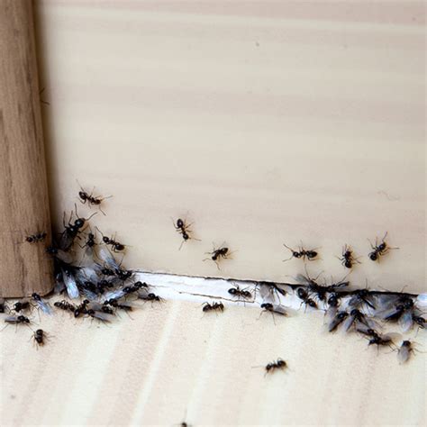 Ant Infestation: What Causes It and How To Deal With It - Bug Flip Pest Management