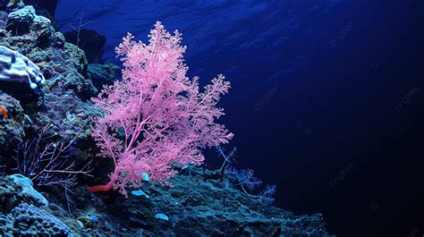 Gorgonia Coral On The Deep Blue Ocean Background, Animal, Aquarium ...