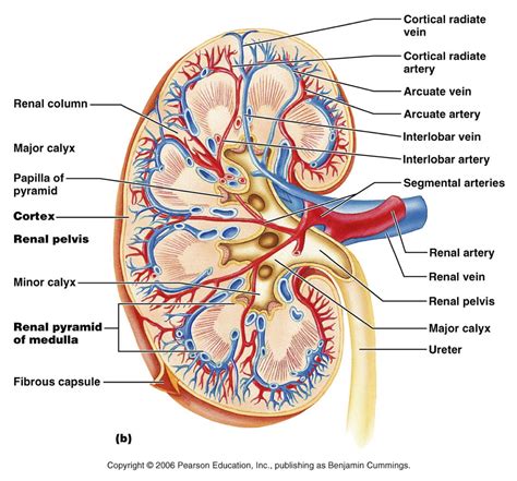 Chapter 25: Urine System Organs - Bacteriology 222 01 with Laxer at ...