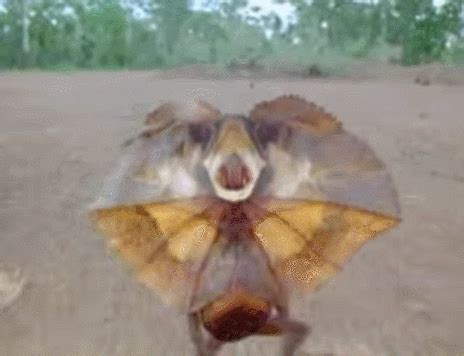 Frilled Lizard Running Gif