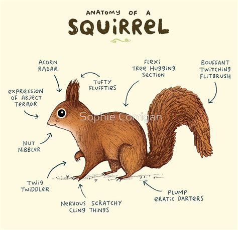 Anatomy of a Squirrel by Sophie Corrigan Squirrel Illustration ...