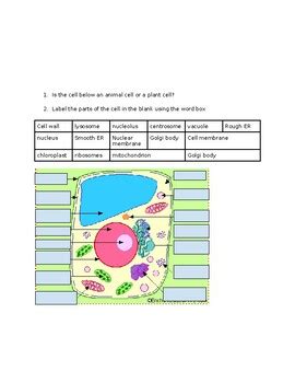 Cell Organelle Quiz by katerina klass | TPT