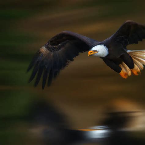 ¿Cuáles son las estrategias de caza del águila calva? - Aves Mundo