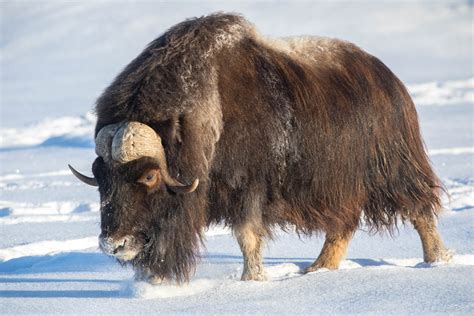 Adopt A Muskox - Alaska Wildlife Conservation Center