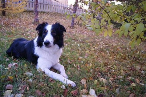 How Much Do Border Collies Shed? (All You Need to Know!) - Animals HQ