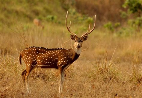 Gir National Park Wildlife Sanctuary in Gujarat – Swan Tours