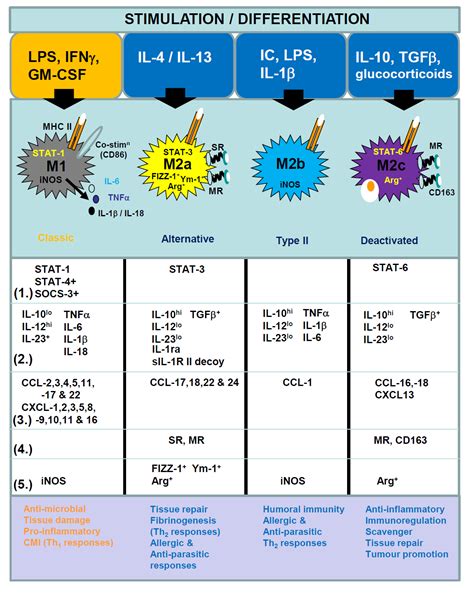 Macrophages — Masters of Immune Activation, Suppression and Deviation ...