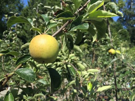 Malus ‘Goldrush’ Apple | Wells Medina Nursery