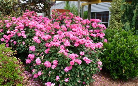 Buy Pink Double Knock Out Rose | FREE SHIPPING | Wilson Bros Gardens ...