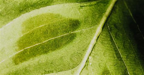 Macro Photography of a Leaf · Free Stock Photo