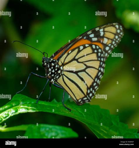 At the Bribie Island Butterfly House Stock Photo - Alamy