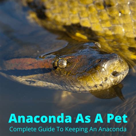 Anaconda As A Pet (Complete Guide To Keeping An Anaconda)