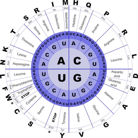 ROSALIND | Translate an RNA String into an Amino Acid String