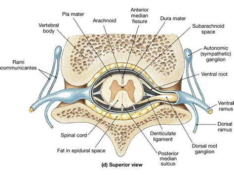 Spinal Cord and Autonomic NS | Spinal cord anatomy, Spinal, Spinal nerves anatomy