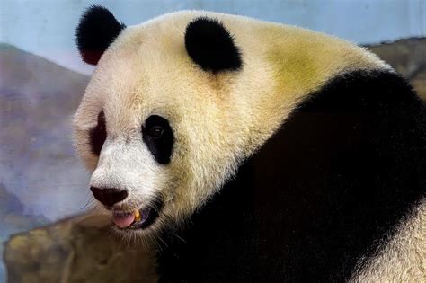 National Zoo Pandas Washington, DC