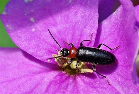 Fire-Colored Beetle (Family Pyrochroidae) – Field Station