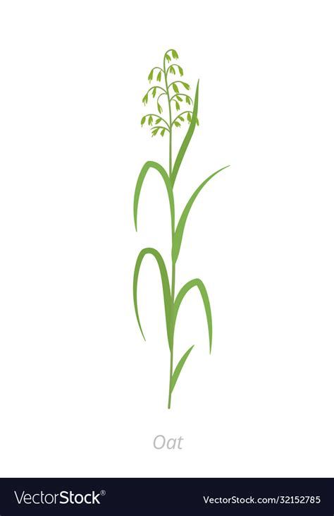 Oat plant avena sativa cereal grain Royalty Free Vector