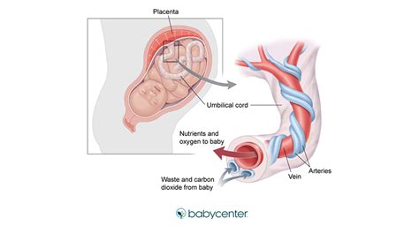 What is the umbilical cord? | BabyCenter