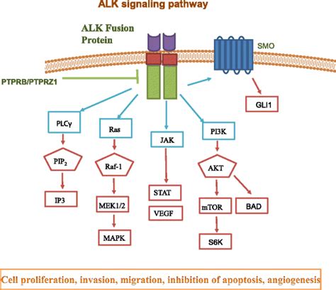 Role and targeting of anaplastic lymphoma kinase in cancer | Molecular Cancer | Full Text