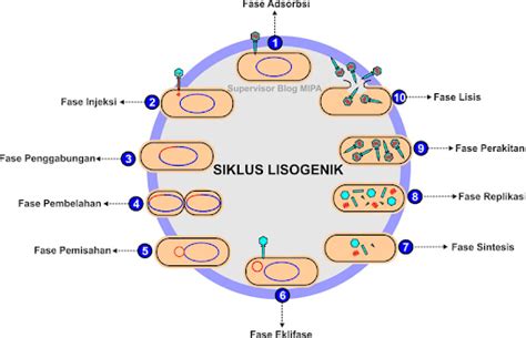 Apa Itu Siklus Lisogenik? Konsep, Tahapan, dan Informasi Lainnya